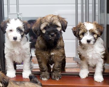 Tricolor sales tibetan terrier